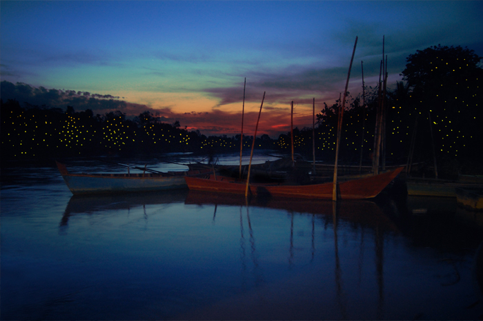Firefly watching in Cherating river