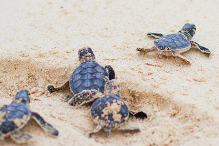 Cherating Turtle Sanctuary